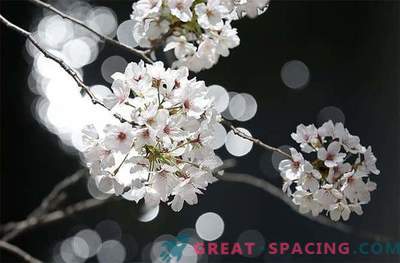 Mystérieuses fleurs de cerisier de l'espace