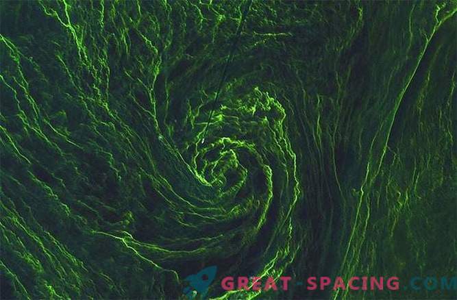 Сателитот го доловува вителот на зелените алги