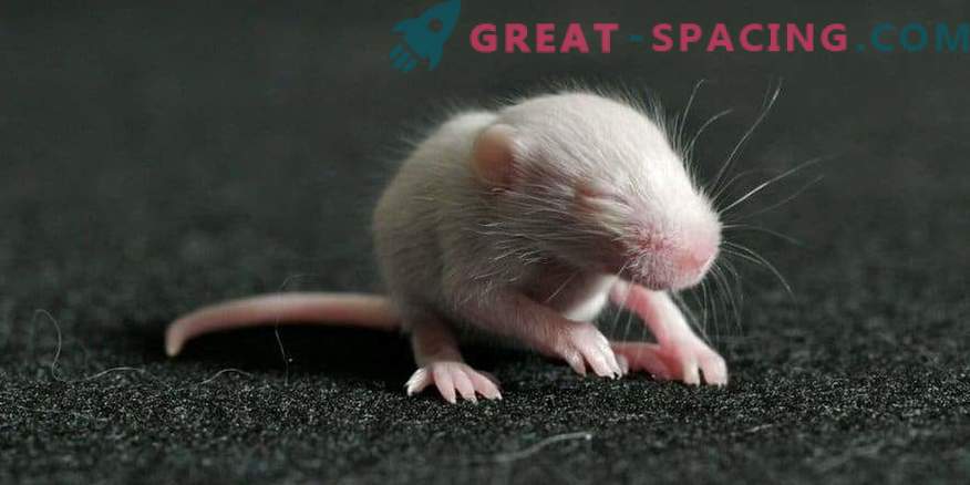 Глувци се родени од сперма, поминаа 9 месеци во вселената